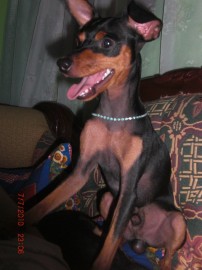fido